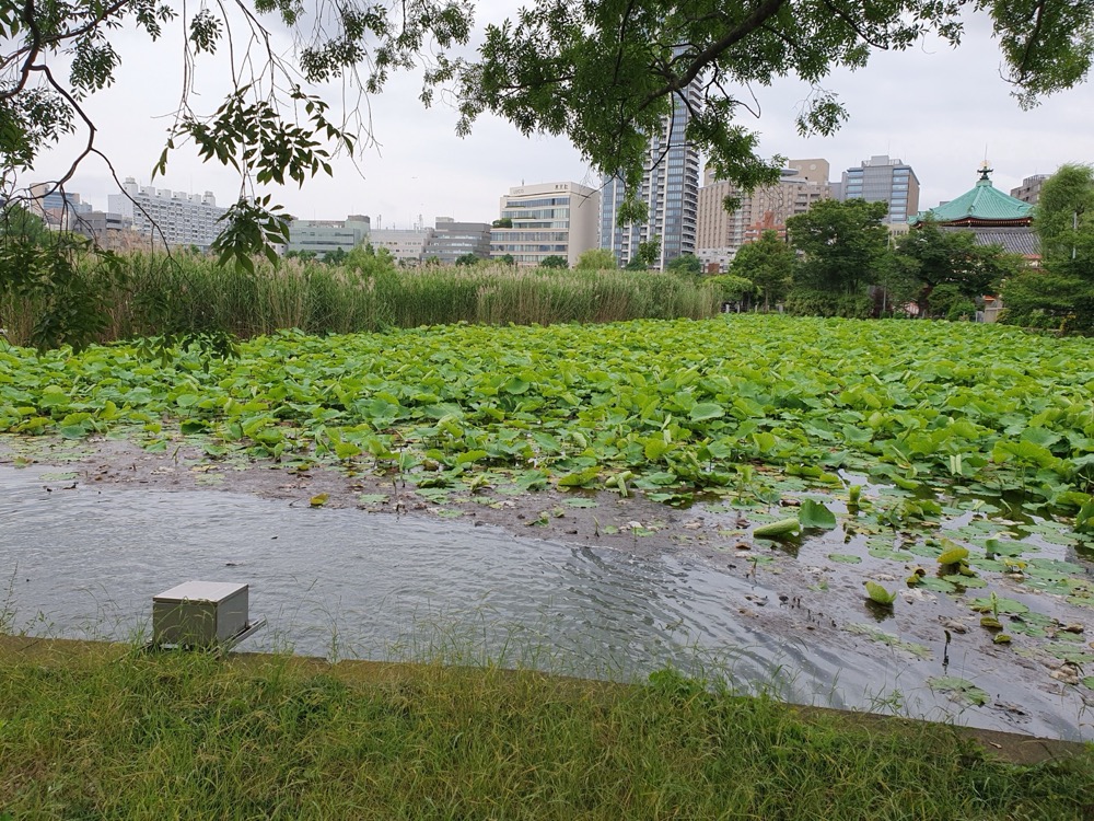 上野恩賜公園 不忍池